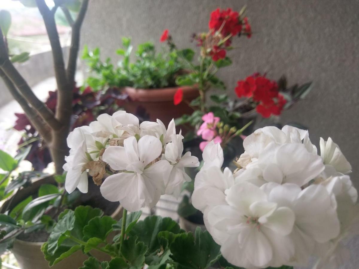 Guest House Vista Sighnaghi Zewnętrze zdjęcie